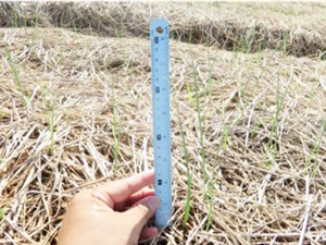 Quảng Trị: Cải tạo đất gò đồi và bạc màu bằng chế phẩm sinh học